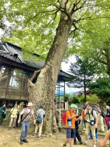 IMG_8370楢本神社